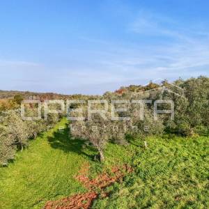 Istra, Lovrečica- građevinsko zemljište 683 m2
