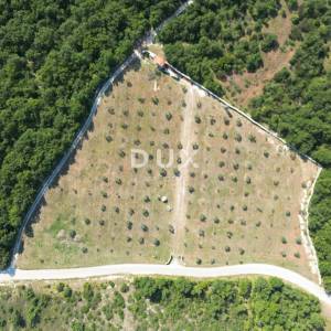 ISTRA, VODNJAN - Autentičan maslinik s dušom