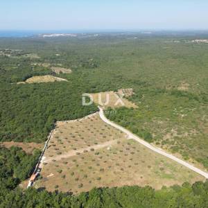 ISTRA, VODNJAN - Autentičan maslinik s dušom