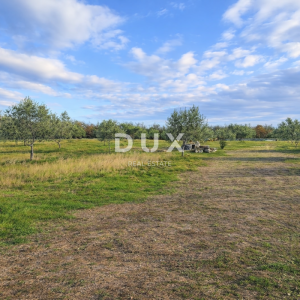 ISTRA, VODNJAN - Autentičan maslinik s dušom