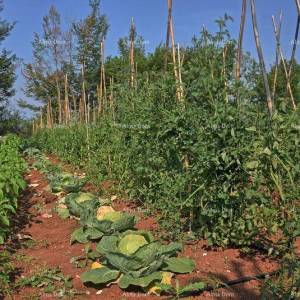 Kamena kuća za odmor ! Blizina Kanfanara!
