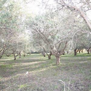 Kaštel Novi, poljoprivedno maslinik, 14436m2, prodaja