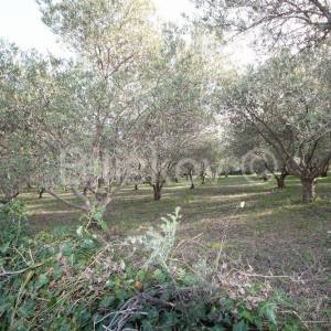 Kaštel Novi, poljoprivedno maslinik, 14436m2, prodaja