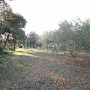 Kaštel Novi, poljoprivedno maslinik, 14436m2, prodaja