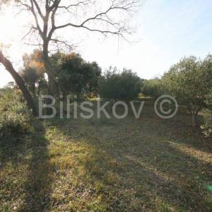 Kaštel Novi, poljoprivedno maslinik, 14436m2, prodaja