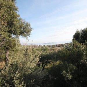 Kaštel Novi, poljoprivedno maslinik, 14436m2, prodaja