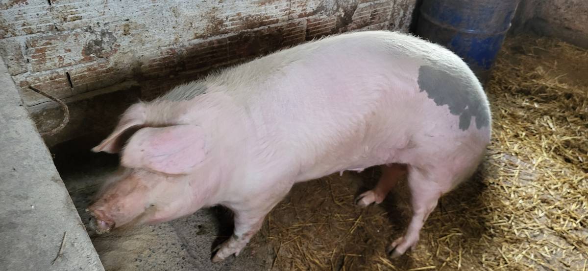 Krmaca +250kg  zamjena