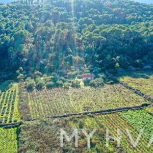 Maslinik i Vinograd sa Kućicom