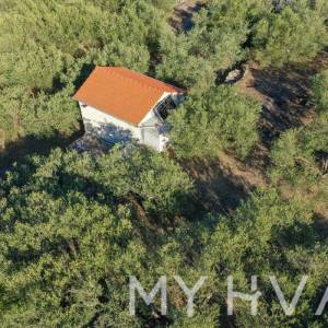 Maslinik s pogledom na more u Jelsi