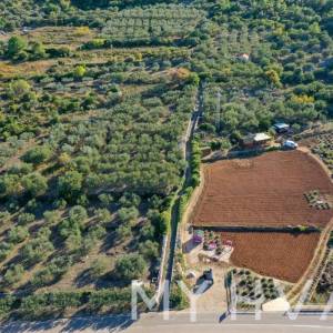 Maslinik s pogledom na more u Jelsi