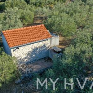 Maslinik s pogledom na more u Jelsi