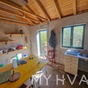 Maslinik s pogledom na more u Jelsi