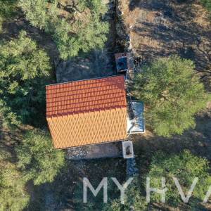 Maslinik s pogledom na more u Jelsi