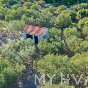 Maslinik s pogledom na more u Jelsi