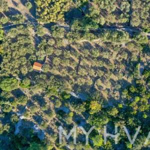 Maslinik s pogledom na more u Jelsi