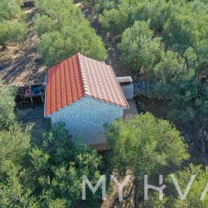 Maslinik s pogledom na more u Jelsi