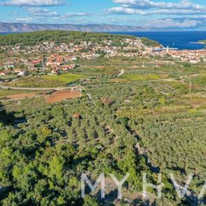 Maslinik s pogledom na more u Jelsi