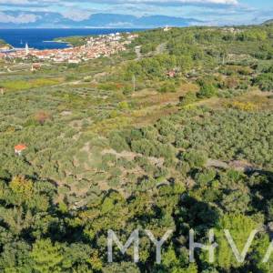 Maslinik s pogledom na more u Jelsi