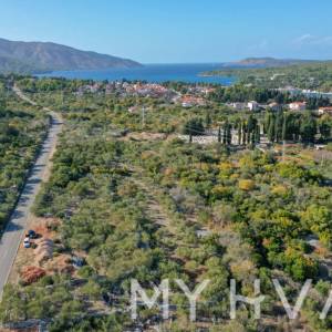 Maslinik u blizini Starog Grada