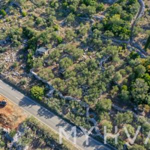 Maslinik u blizini Starog Grada