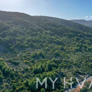 Maslinik u blizini Starog Grada