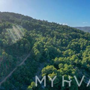 Maslinik u blizini Starog Grada