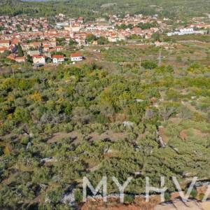 Maslinik u blizini Starog Grada