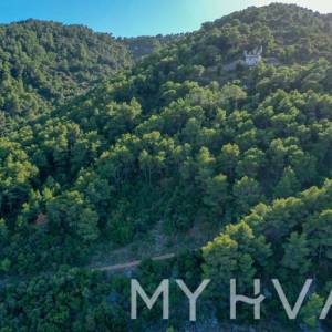 Maslinik u blizini Starog Grada