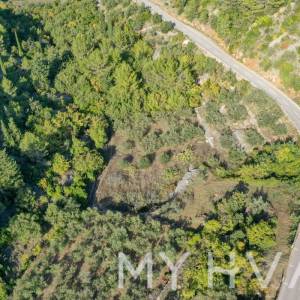 Maslinik u blizini trajektne luke