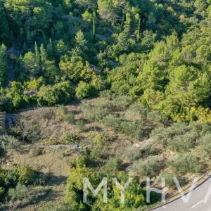 Maslinik u blizini trajektne luke