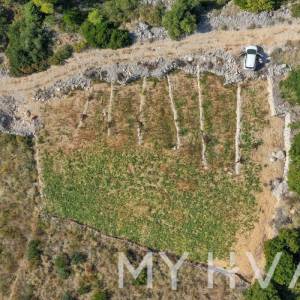 Maslinik u Ivan Dolcu s pogledom na more