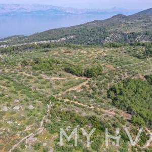 Maslinik u Poljicima