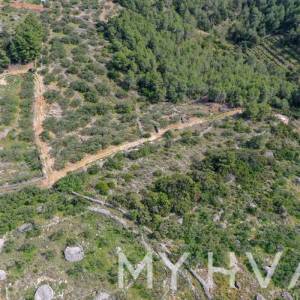 Maslinik u Poljicima