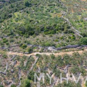 Maslinik u Poljicima