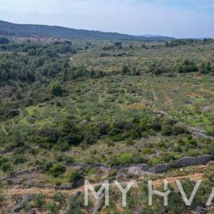 Maslinik u Poljicima