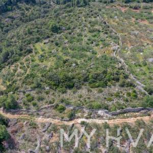 Maslinik u Poljicima