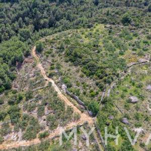 Maslinik u Poljicima