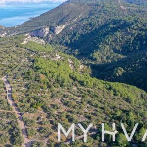 Maslinik u uvali Pokrivenik