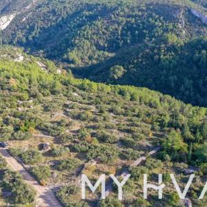 Maslinik u uvali Pokrivenik