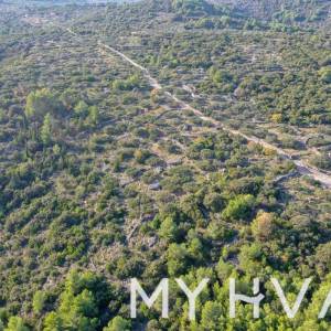 Maslinik u uvali Pokrivenik