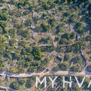 Maslinik u uvali Pokrivenik