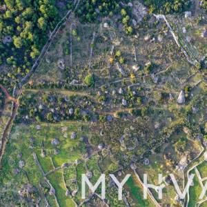 Maslinovo polje u Poljicima