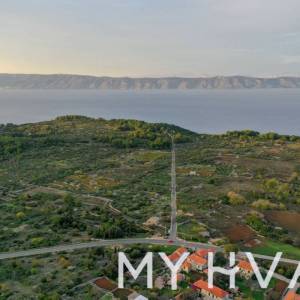 Maslinovo polje u Poljicima