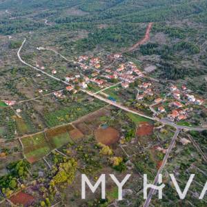 Maslinovo polje u Poljicima