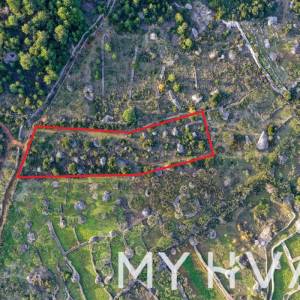 Maslinovo polje u Poljicima