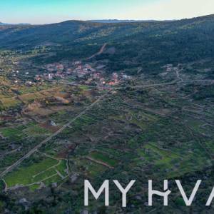 Maslinovo polje u Poljicima