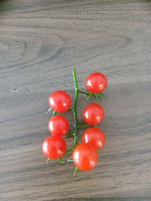 Mini cherry rajčica sjeme