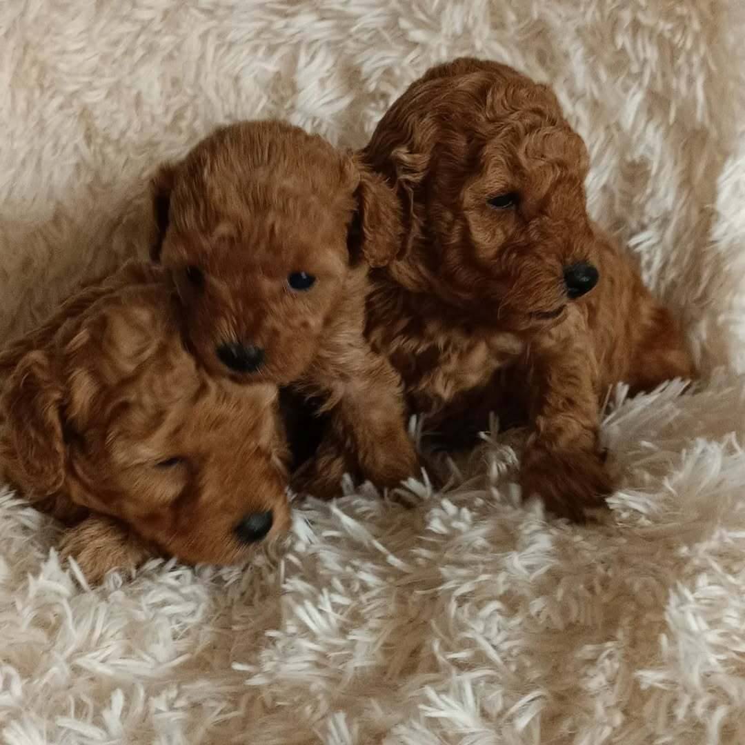 Prekrasni štenci patuljaste pudle