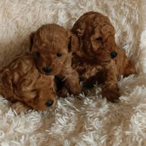 Prekrasni štenci patuljaste pudle