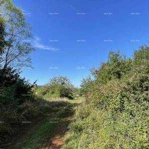 Prodaja - kamena istraska kuća za renovaciju s velikim zemljištem, Oprtalj!